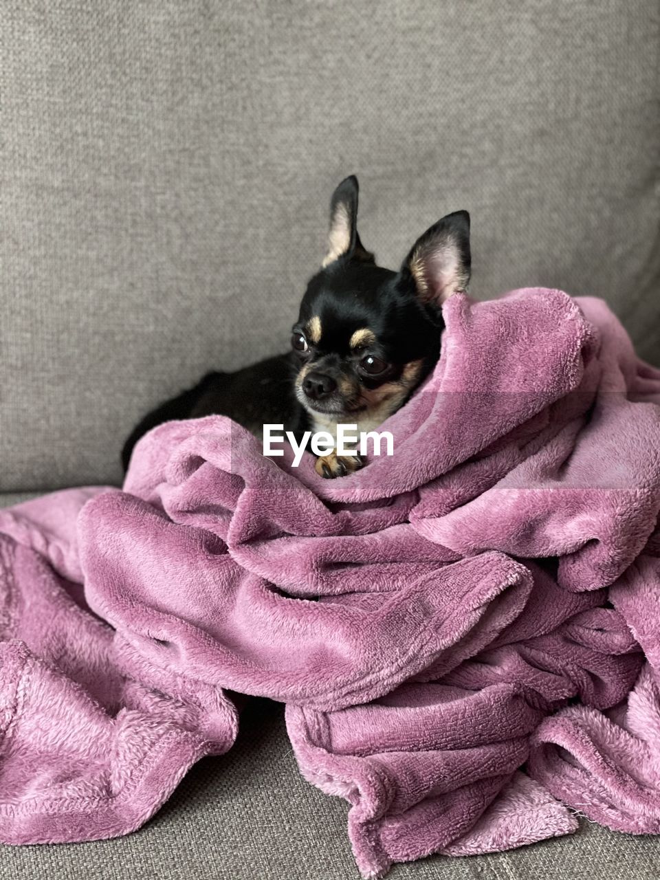 PORTRAIT OF DOG ON SOFA