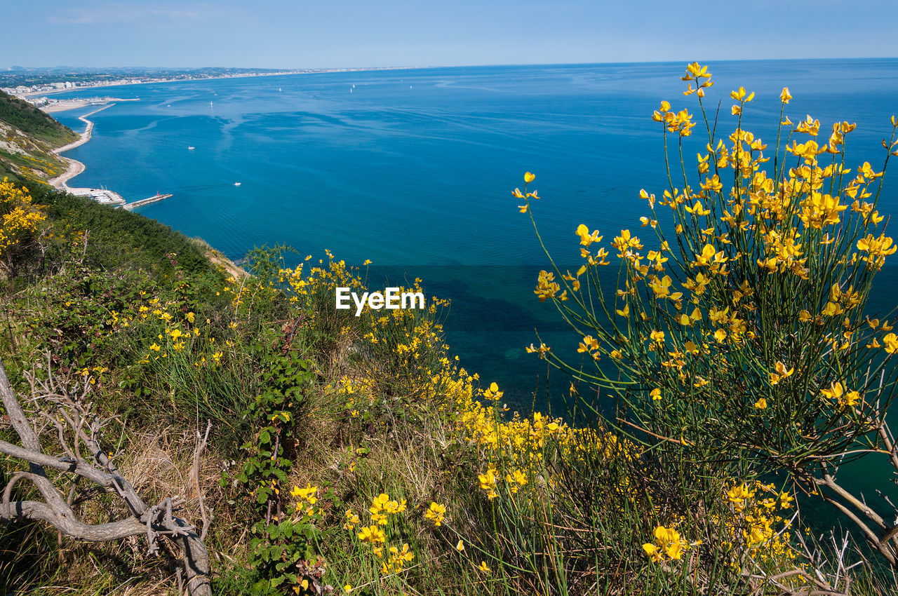 SCENIC VIEW OF SEA AND YELLOW FLOWERS ON SHORE