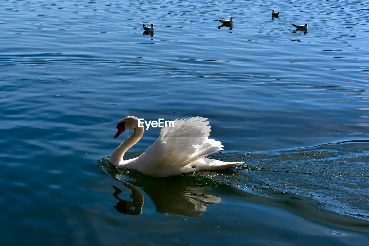 animal themes, animal wildlife, animal, water, wildlife, bird, swan, lake, water bird, swimming, ducks, geese and swans, group of animals, reflection, no people, nature, duck, beak, day, beauty in nature, waterfront, rippled, wing, flying, outdoors, goose