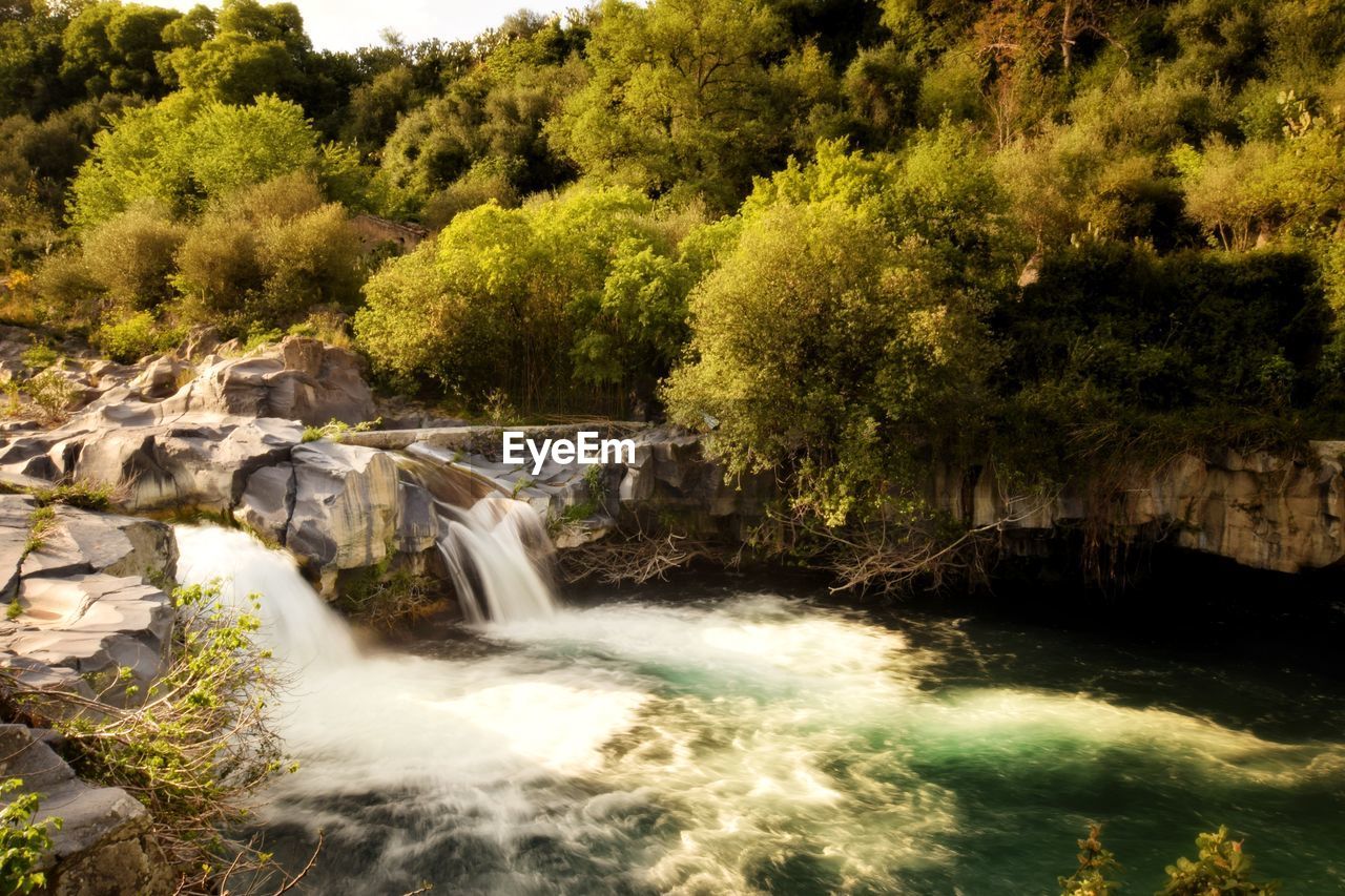 Scenic view of waterfall in forest