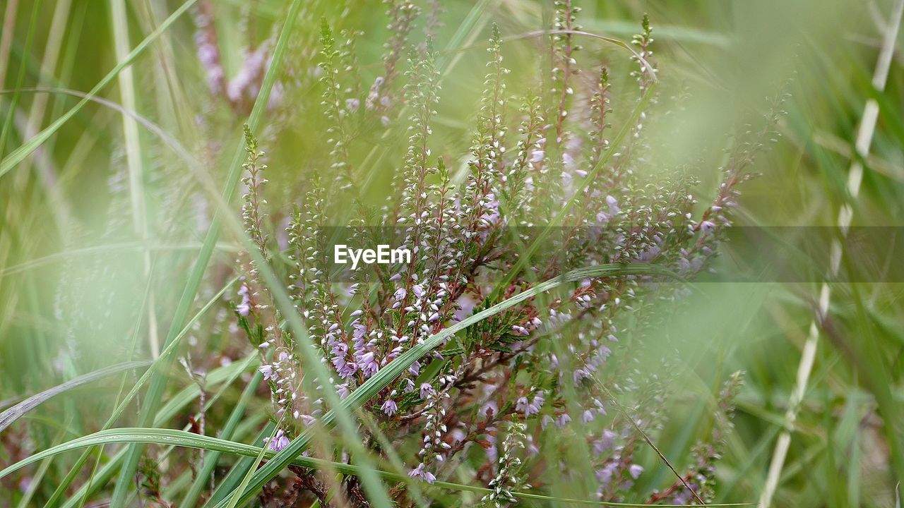 Close-up of wet plants on field