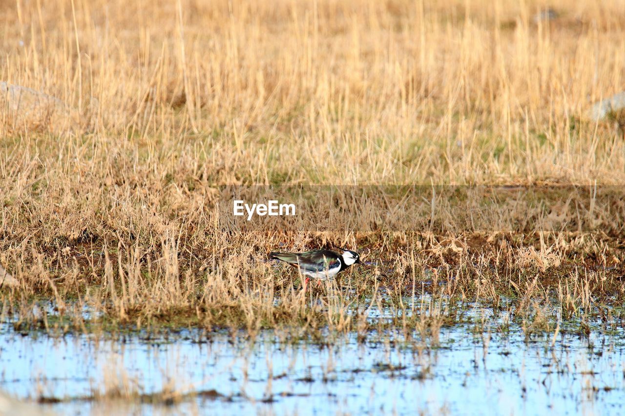Lapwing perching in water at vestamager nature park, copenhagen.