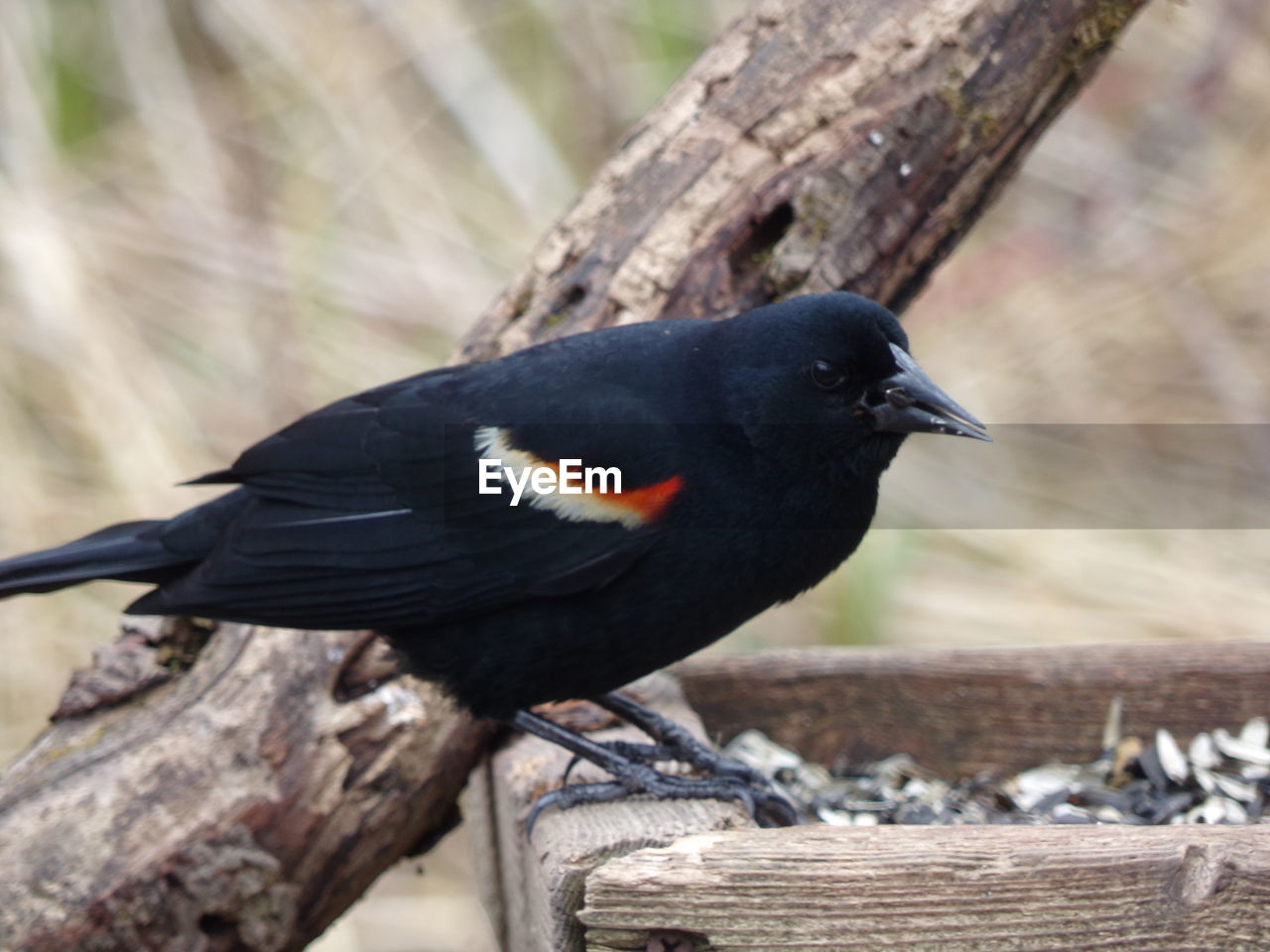 BIRD PERCHING ON WOOD