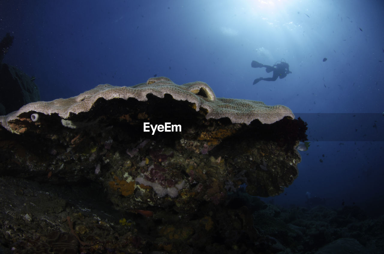 Low angle view of fish swimming in sea