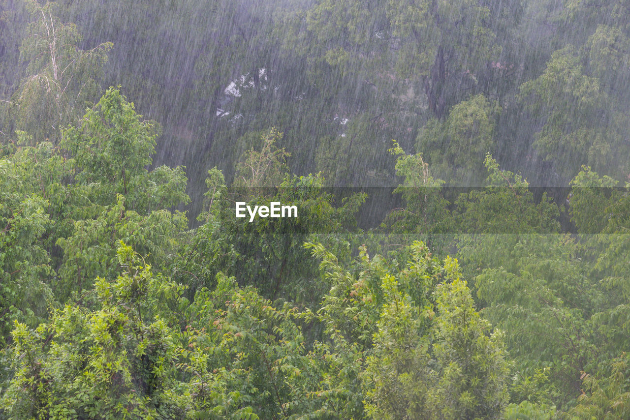 High angle view of trees during rainy season