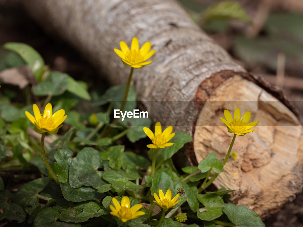 CLOSE-UP OF YELLOW FLOWERING PLANT IN GARDEN