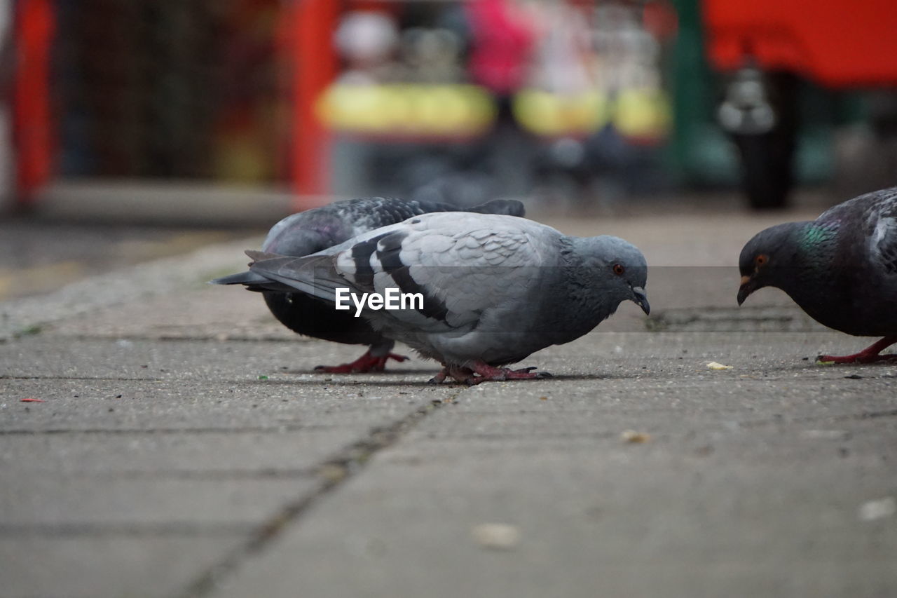 close-up of bird