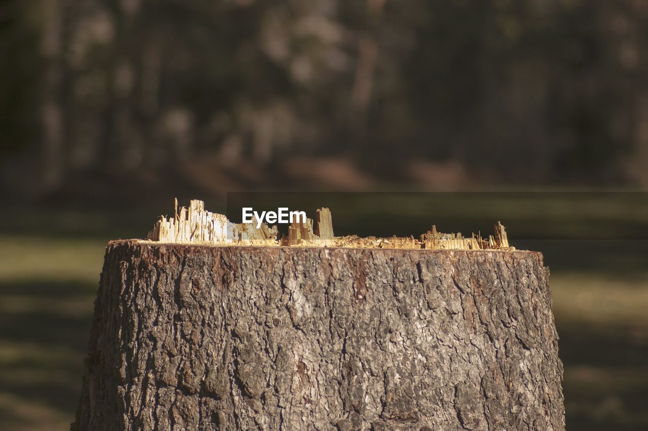 Close-up of tree stump