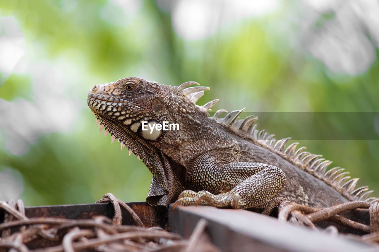 Close-up of a lizard