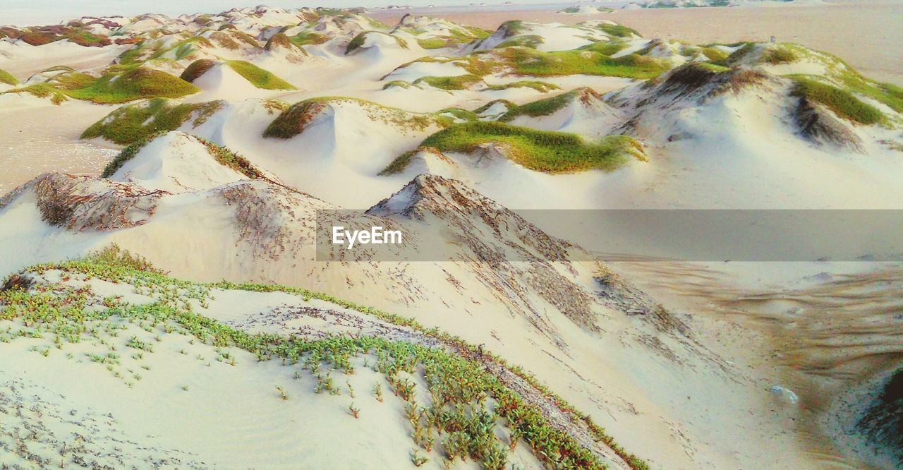 CLOSE-UP OF PLANTS GROWING IN SAND AT BEACH