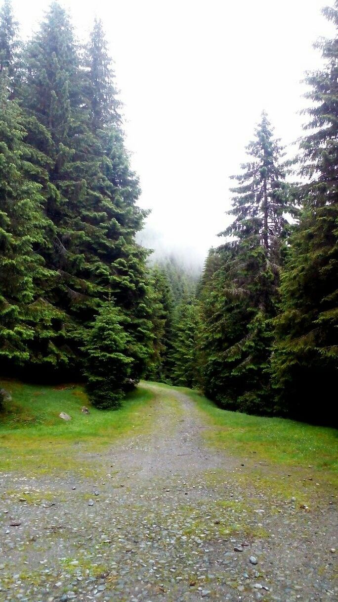 VIEW OF TREES IN FOREST