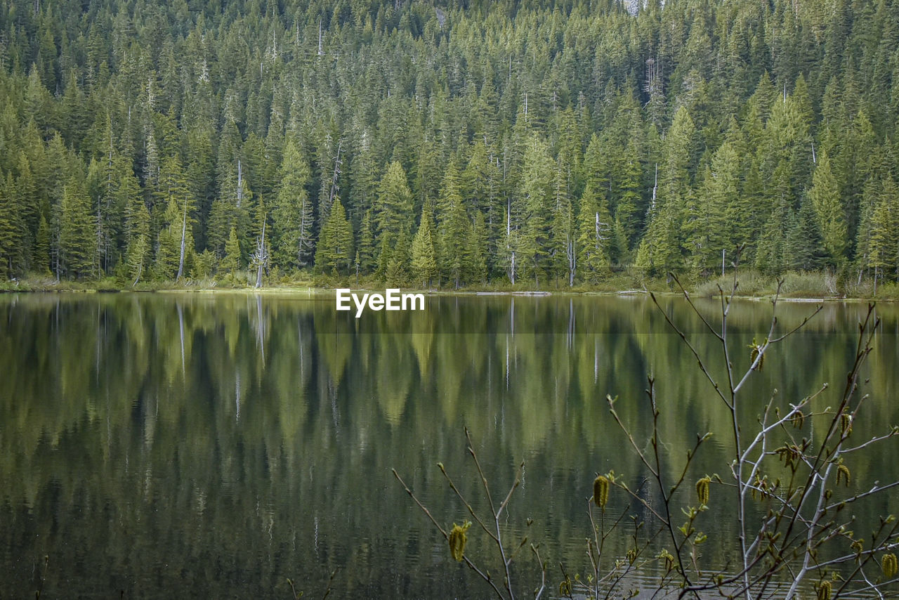 Evergreen pine trees reflecting in an alpine lake.