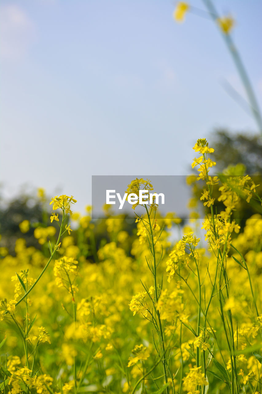 Yellow flowering plants on field against sky