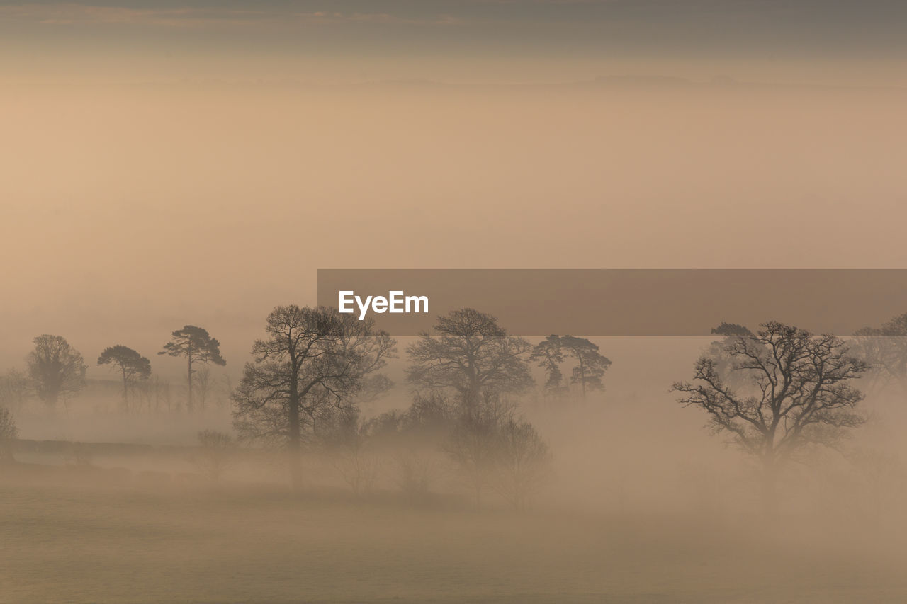 Trees on field against sky during foggy weather