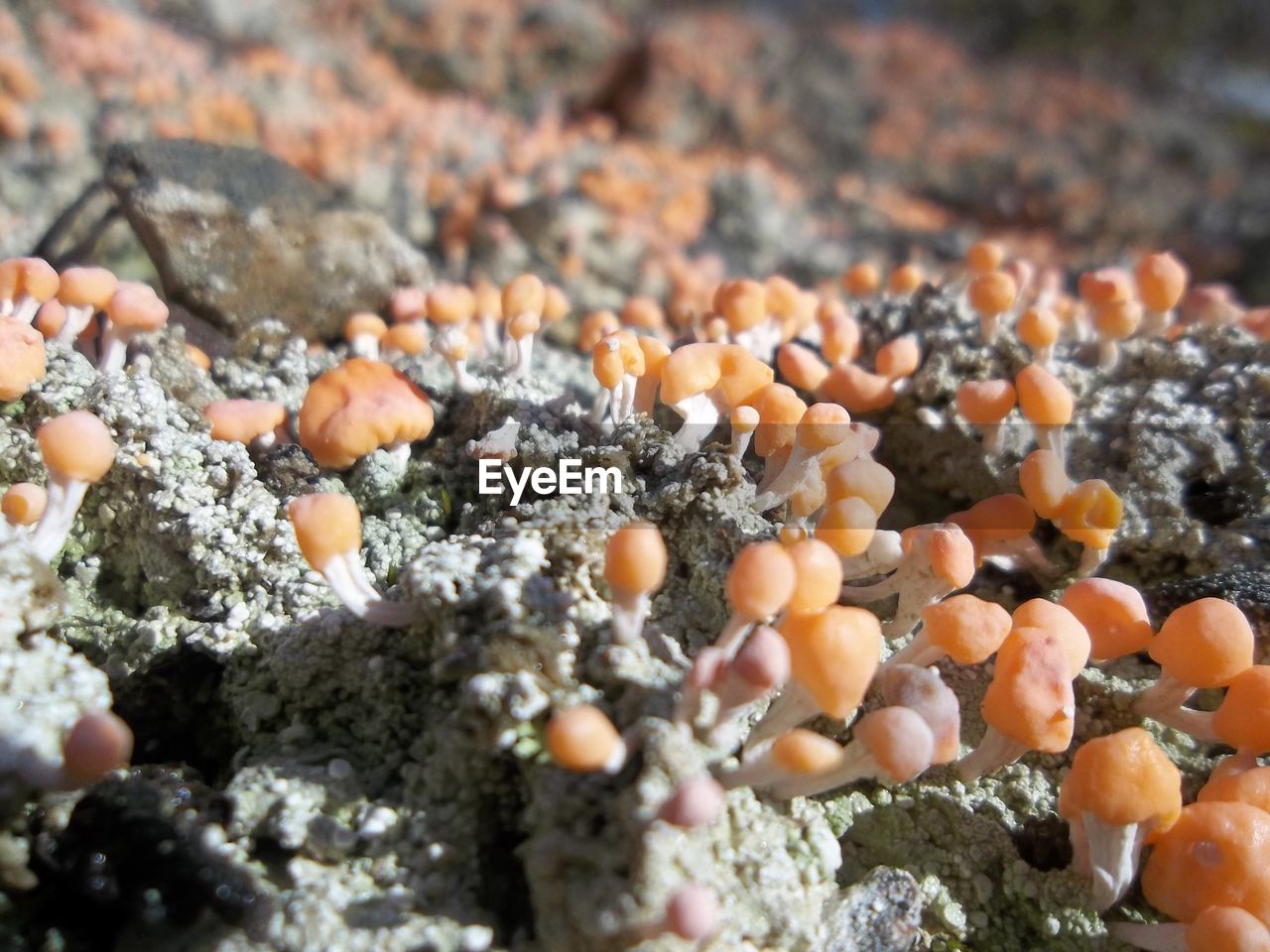 HIGH ANGLE VIEW OF MUSHROOMS ON ROCKS