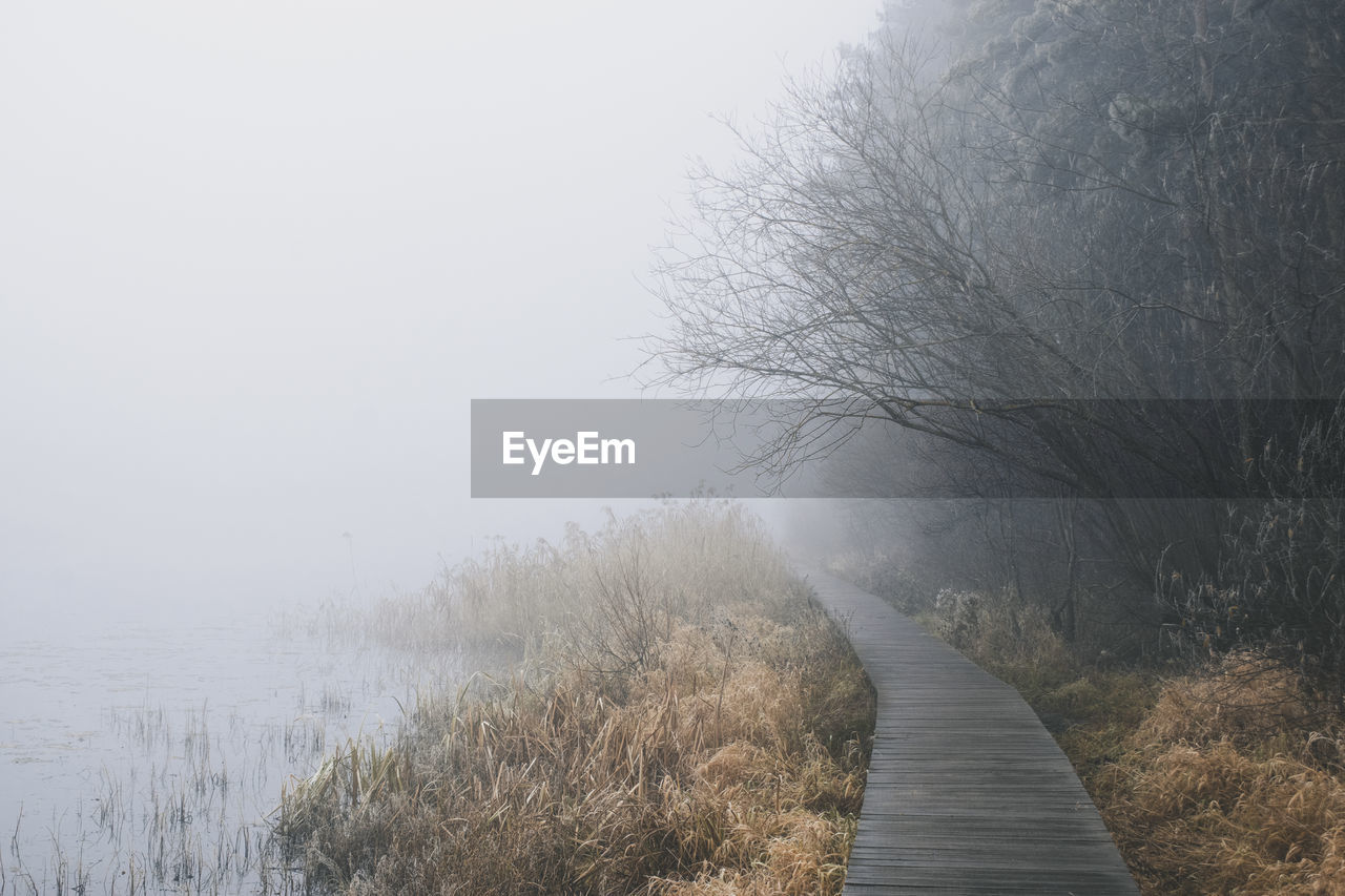 Bare trees by the boardwalk on a foggy morning