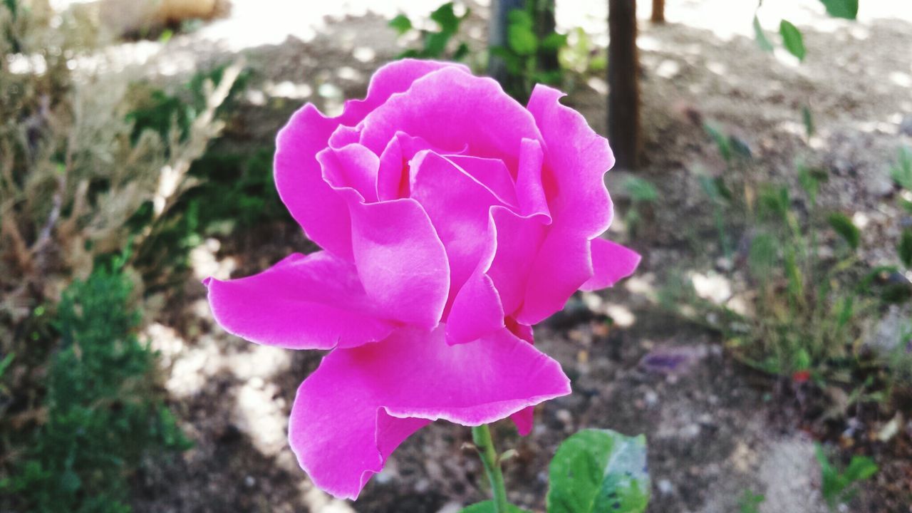 Close-up of pink flower against blurred background