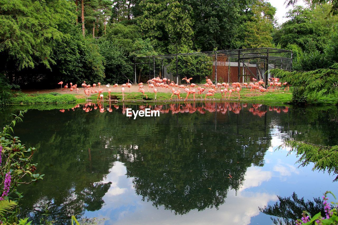 SCENIC VIEW OF LAKE WITH REFLECTION OF TREES