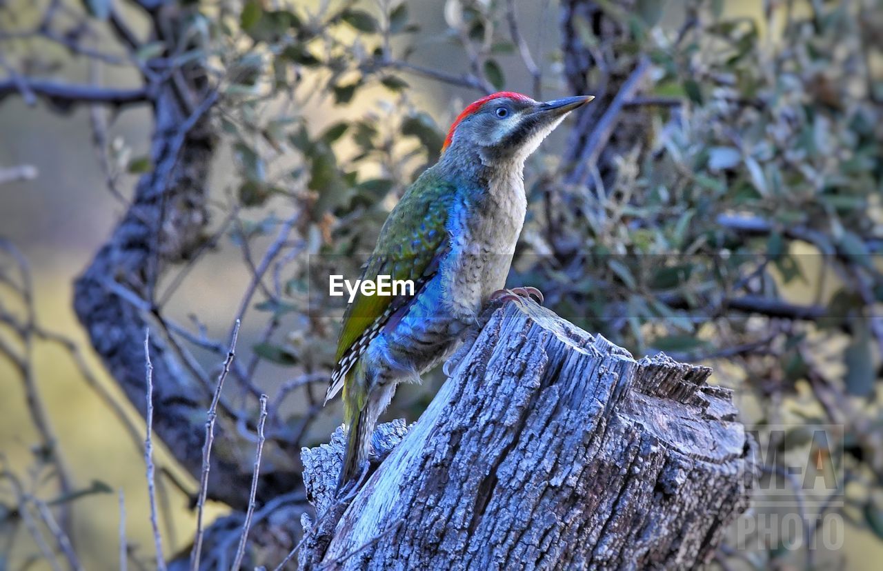 CLOSE-UP OF A BIRD PERCHING ON BRANCH