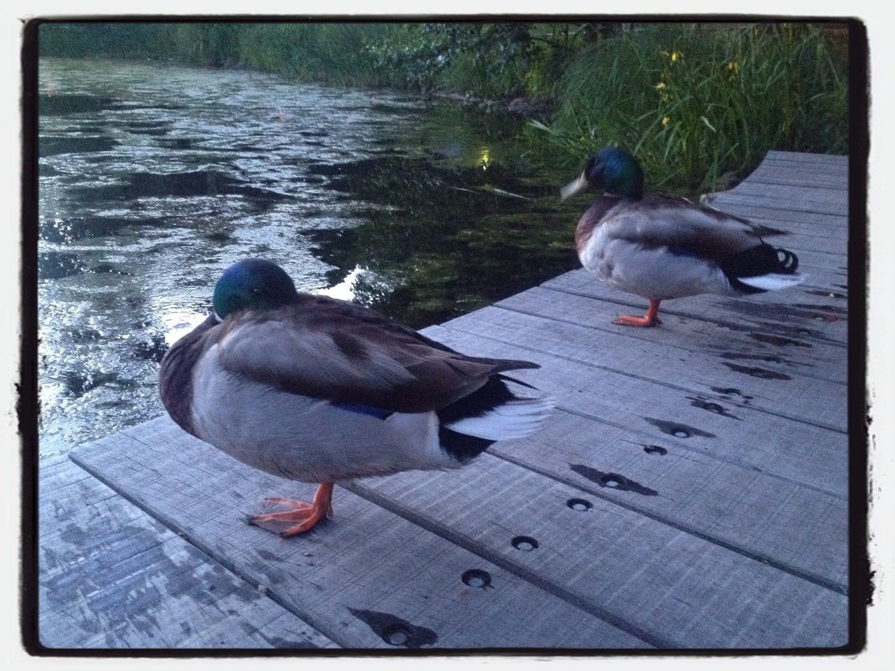 CLOSE-UP OF BIRDS IN WATER