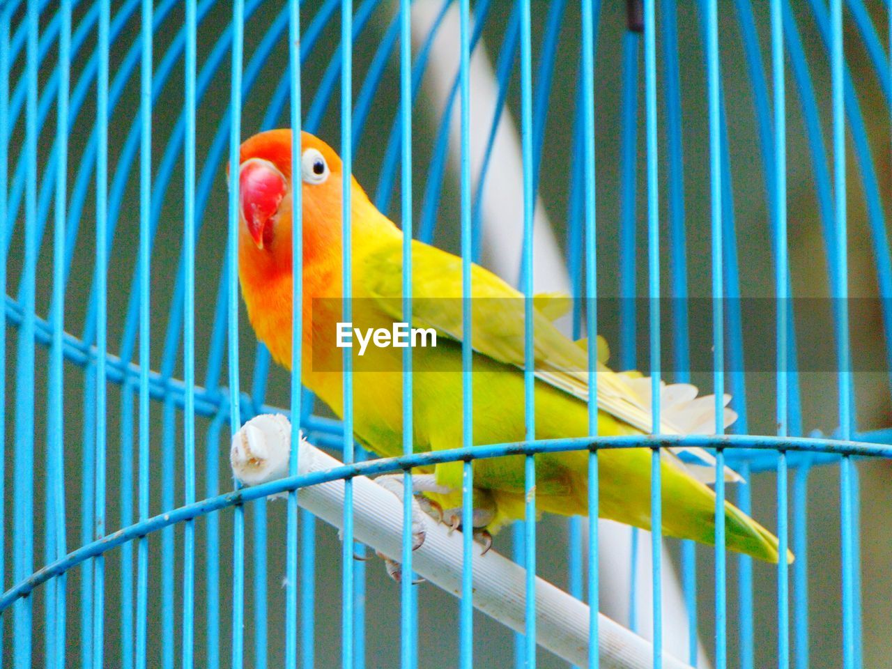 Close-up of parrot in cage