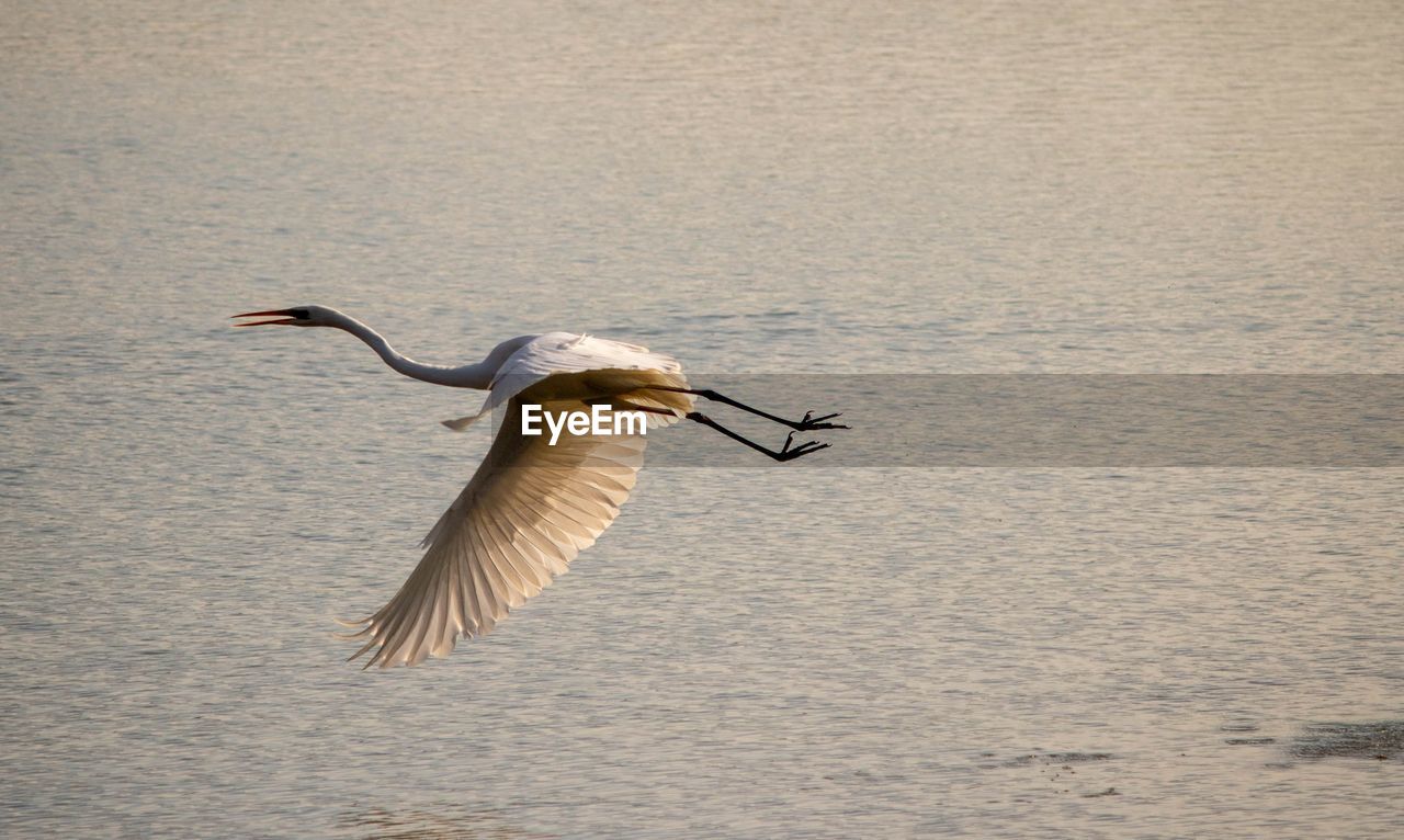 SEAGULL FLYING ABOVE SEA