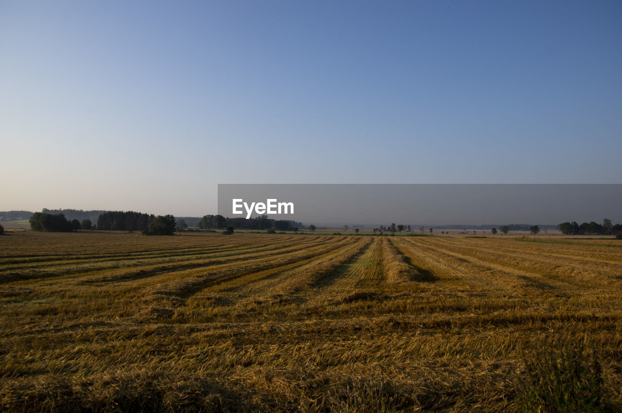 Scenic view of agricultural field against clear sky