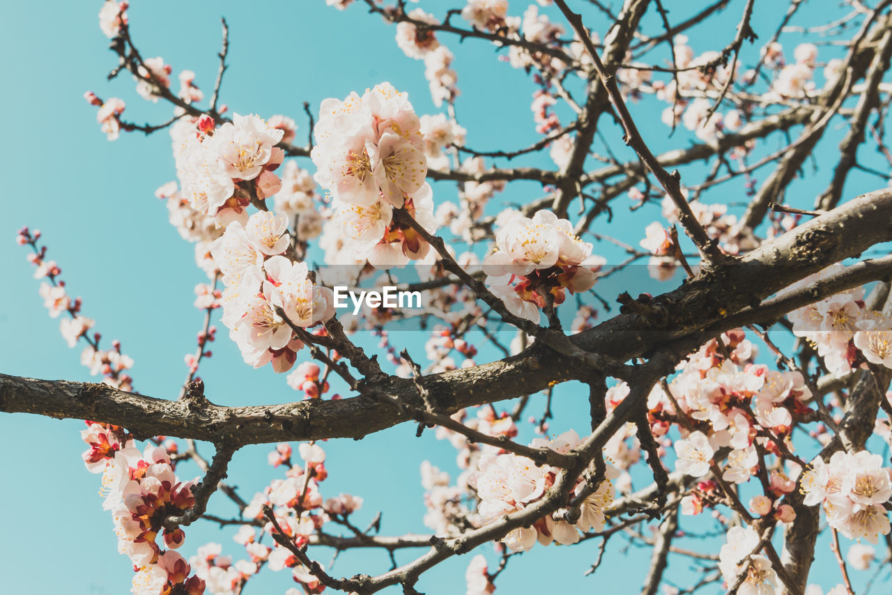 Spring flowers with soft focus on blooming apricot tree branch. apricot tree in bloom in sunny day