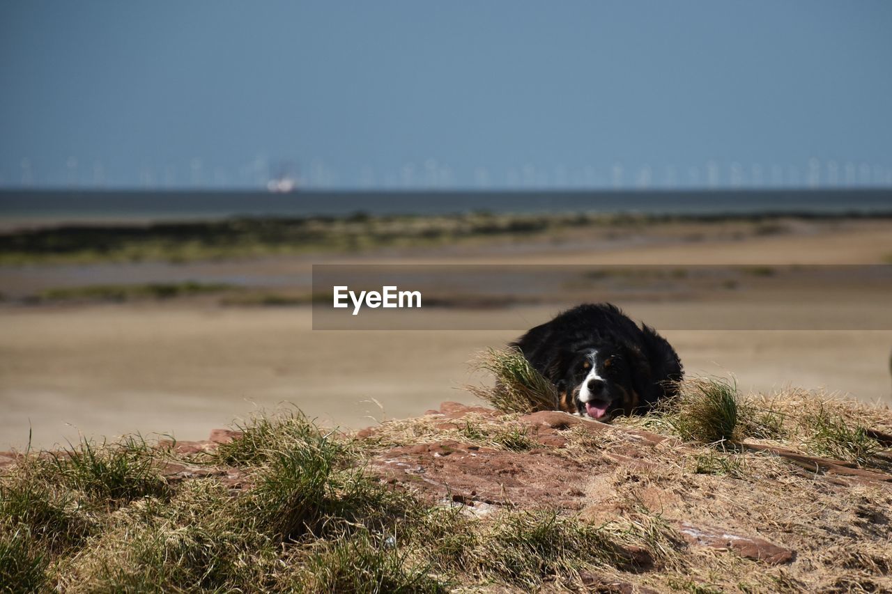 Portrait of dog on a beach