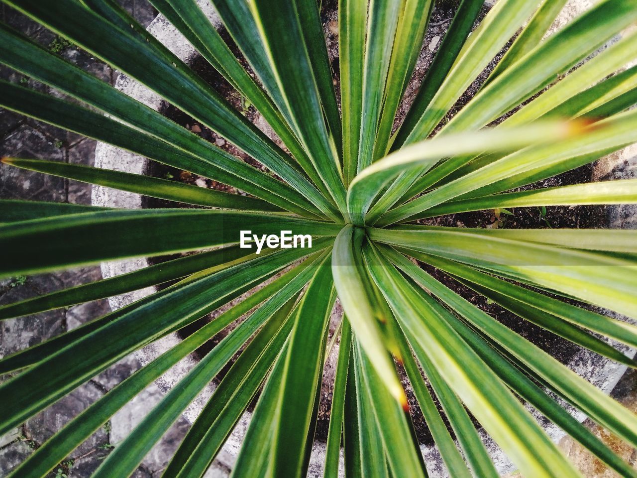 Full frame shot of palm tree