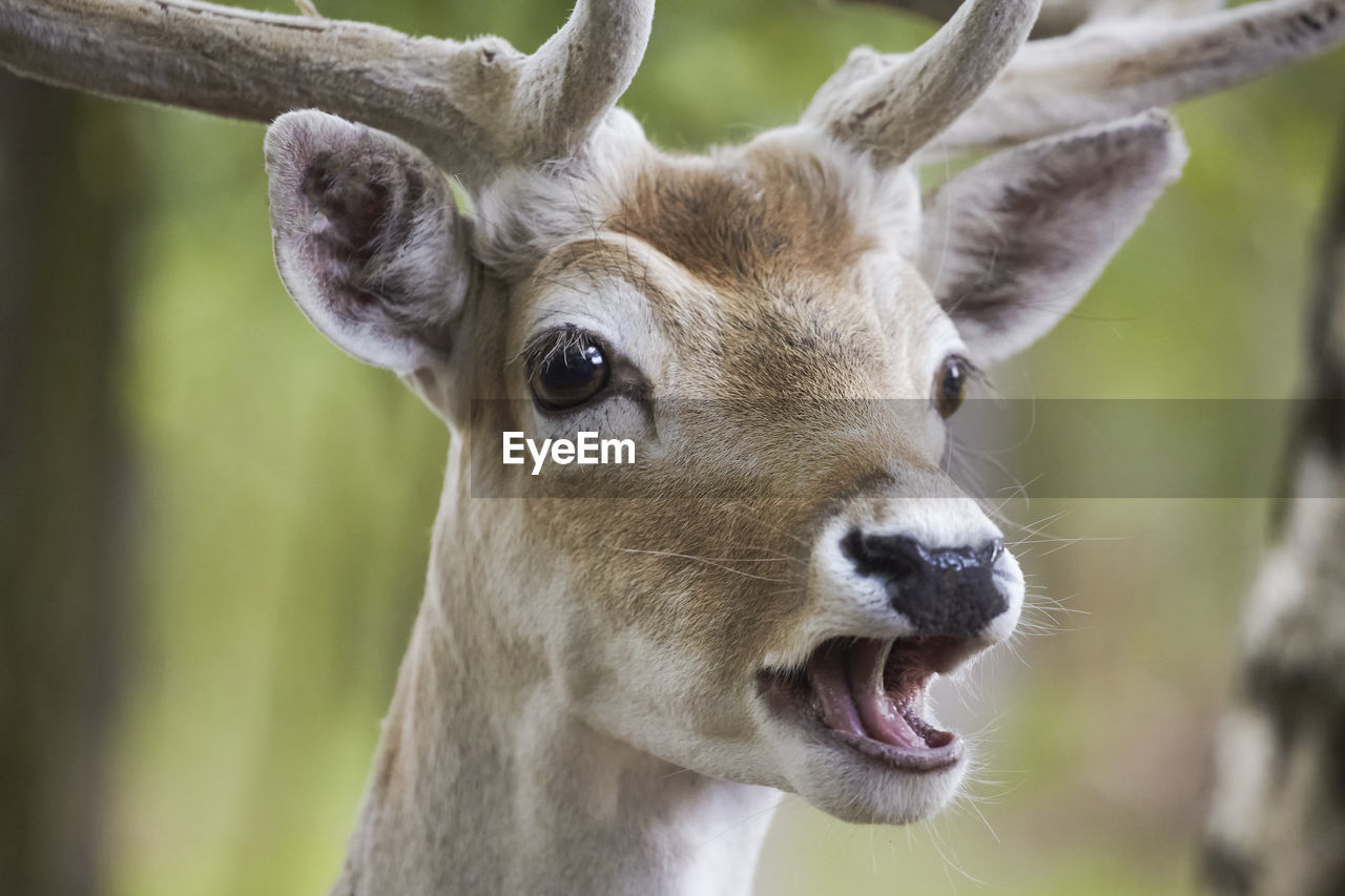 CLOSE-UP PORTRAIT OF A DEER