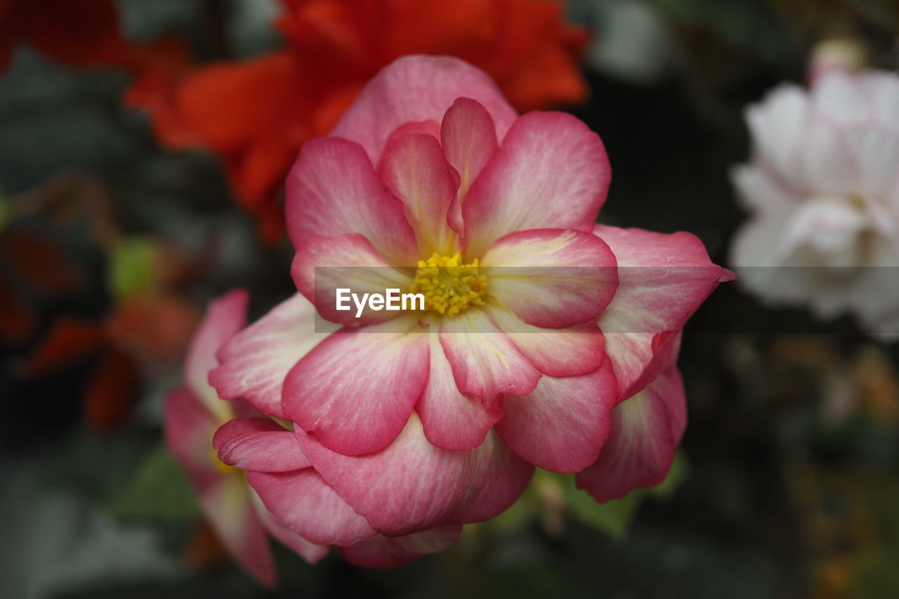 CLOSE-UP OF PINK FLOWERS