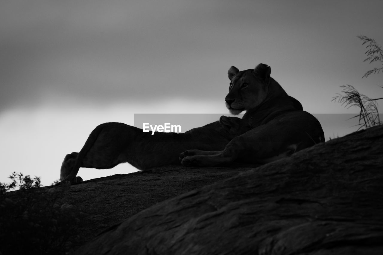 Mono lioness nurses cub on rock horizon