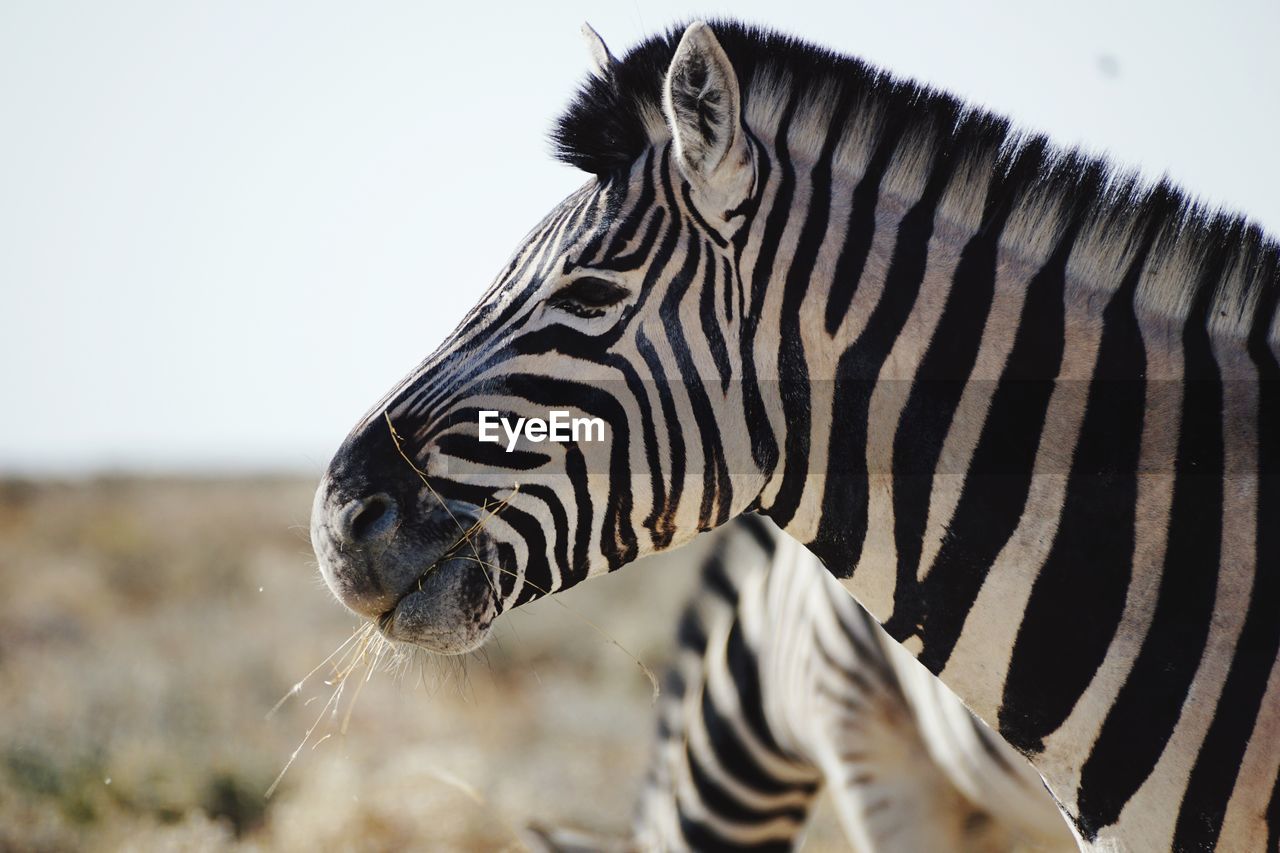 Close-up of zebra on land