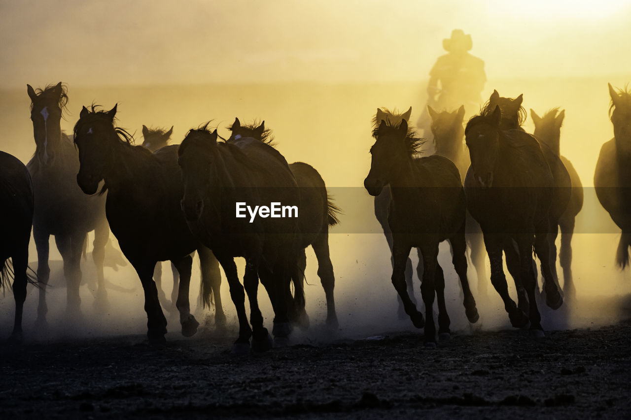 Panoramic view of horses on field during sunset