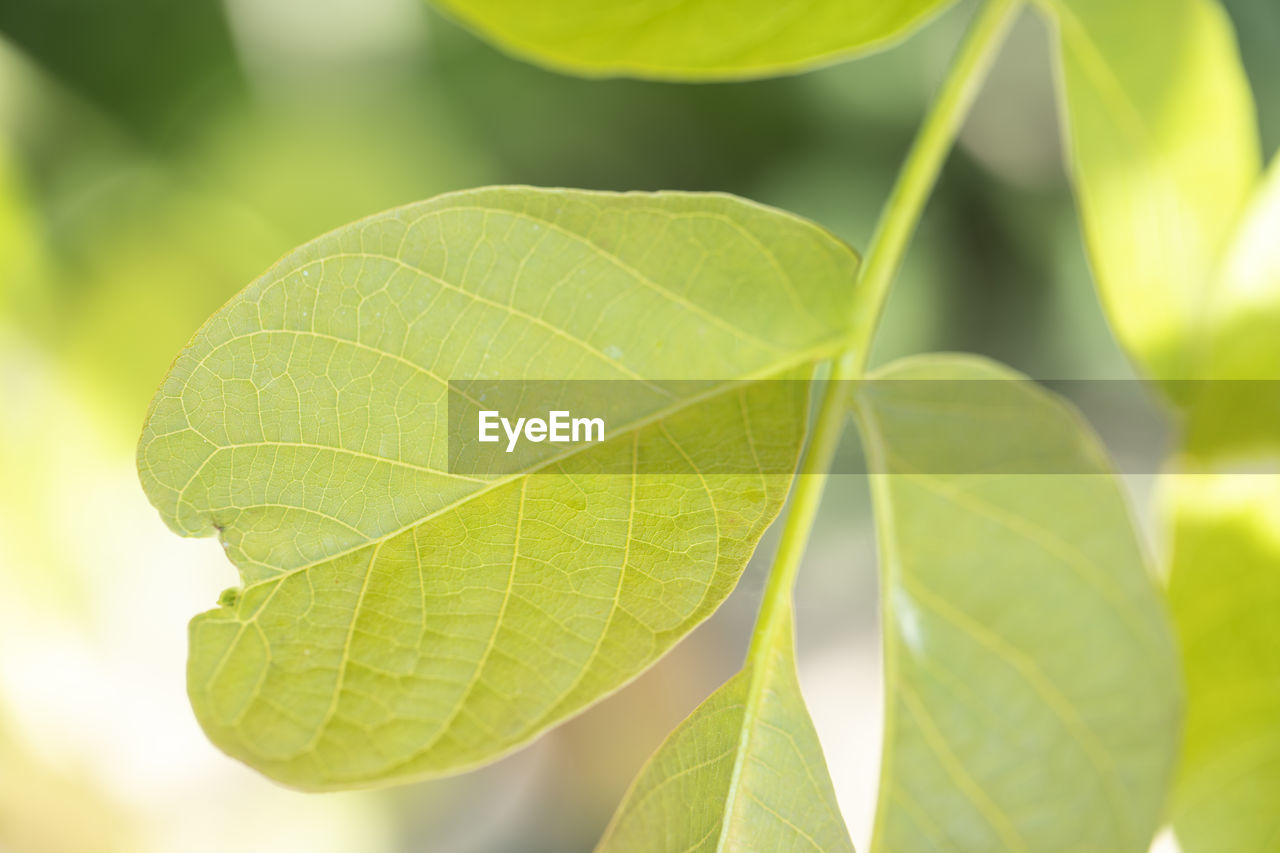 CLOSE-UP OF LEAF