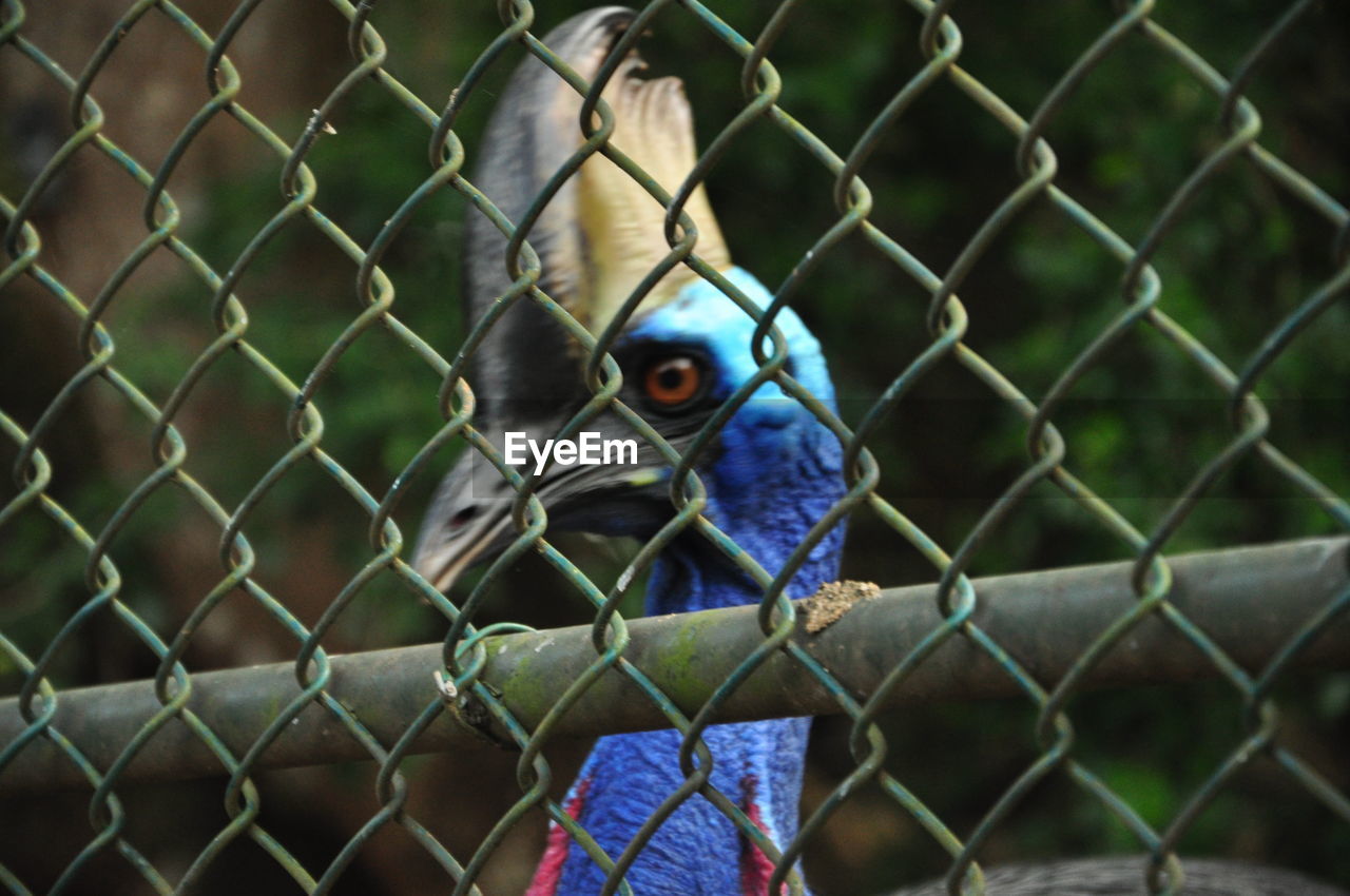 CLOSE-UP OF BIRD IN CAGE SEEN THROUGH CHAINLINK FENCE