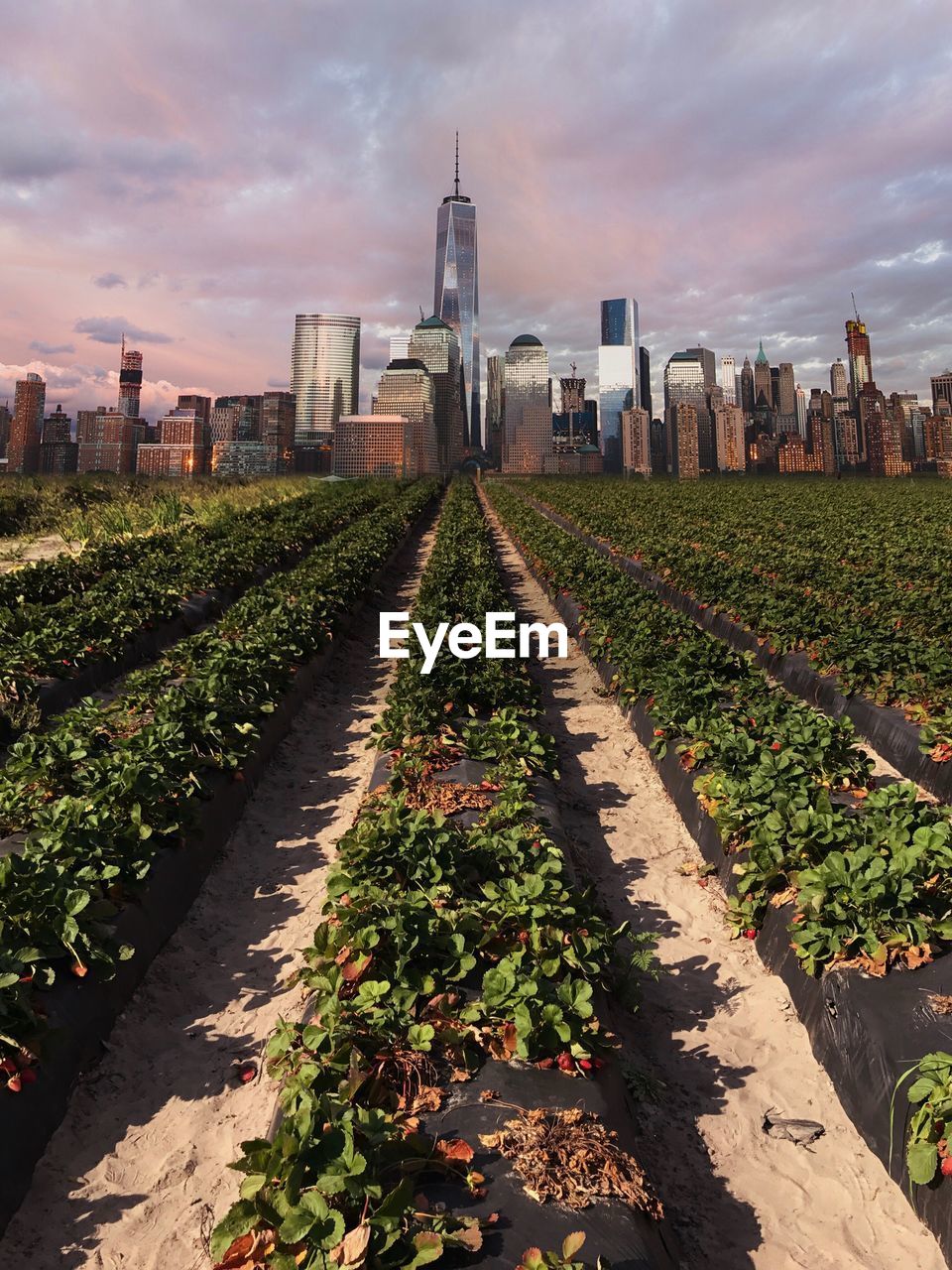 Plants in city at sunset