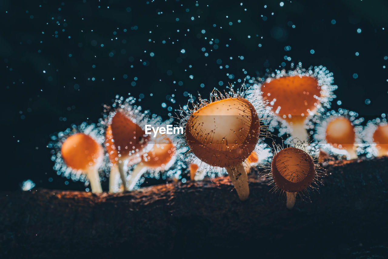 CLOSE-UP OF MUSHROOM ON FIELD