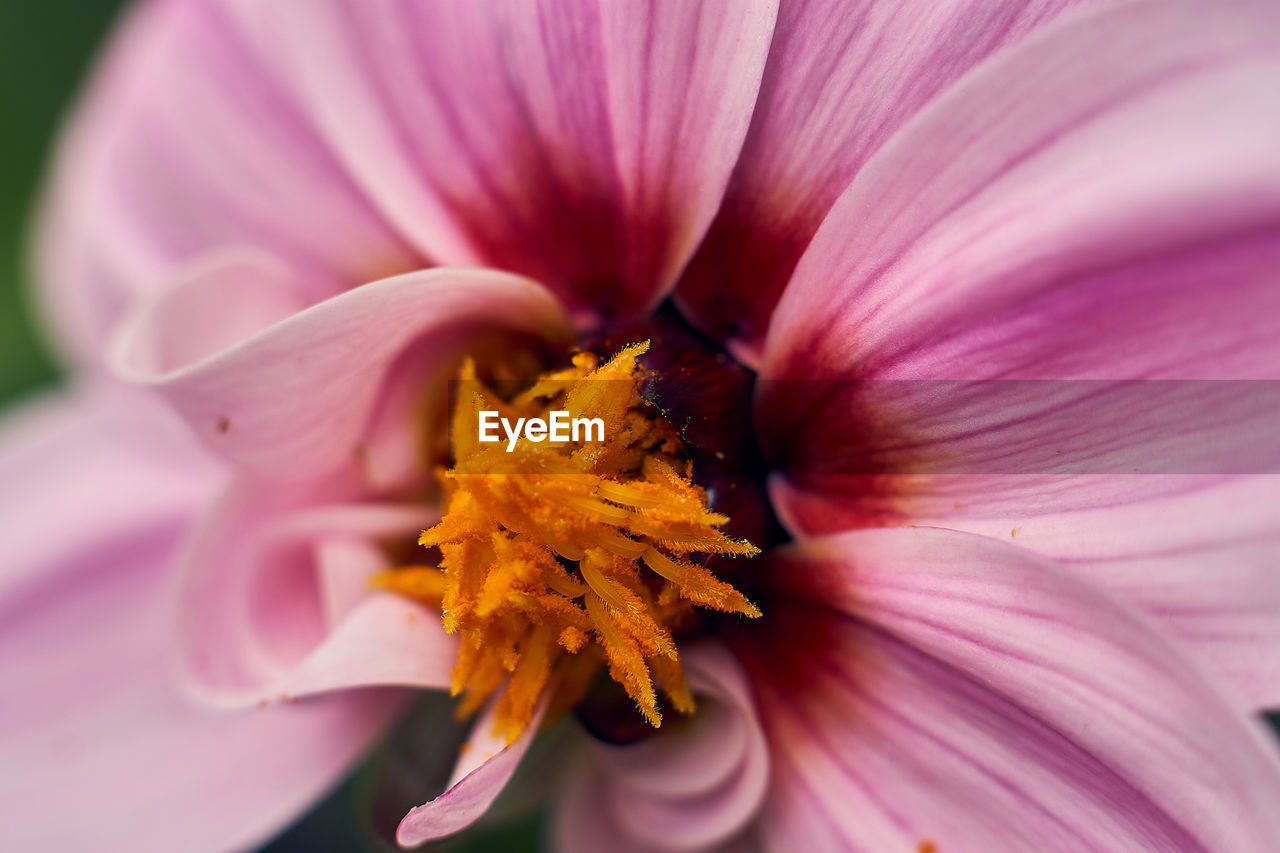 Close-up of pink flower