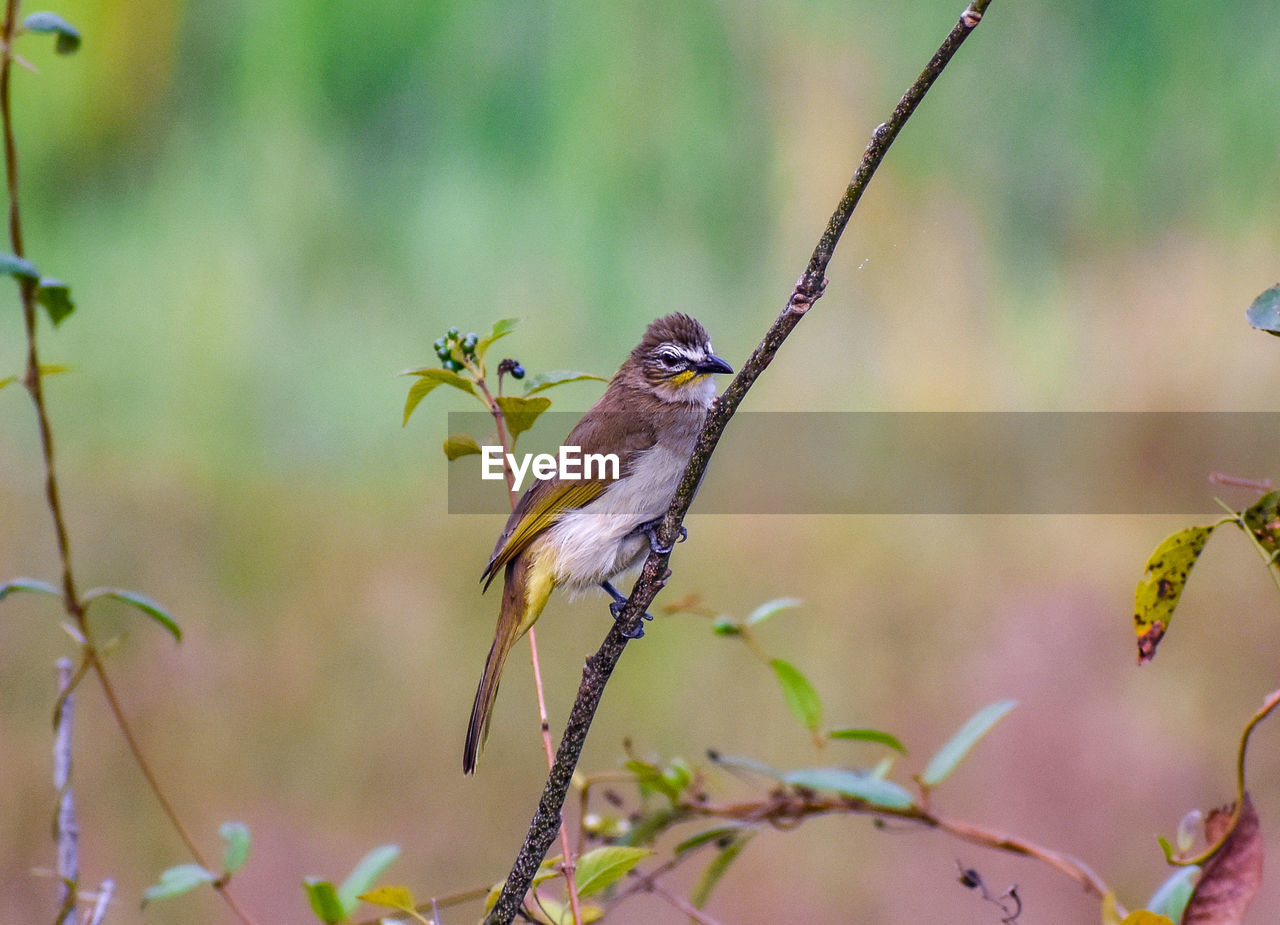 BIRD PERCHING ON BRANCH