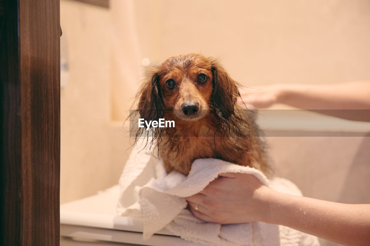 Cropped hands of woman wiping wet dog on table in bathroom