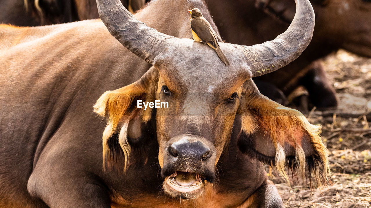 Close-up portrait of a water buffalo 