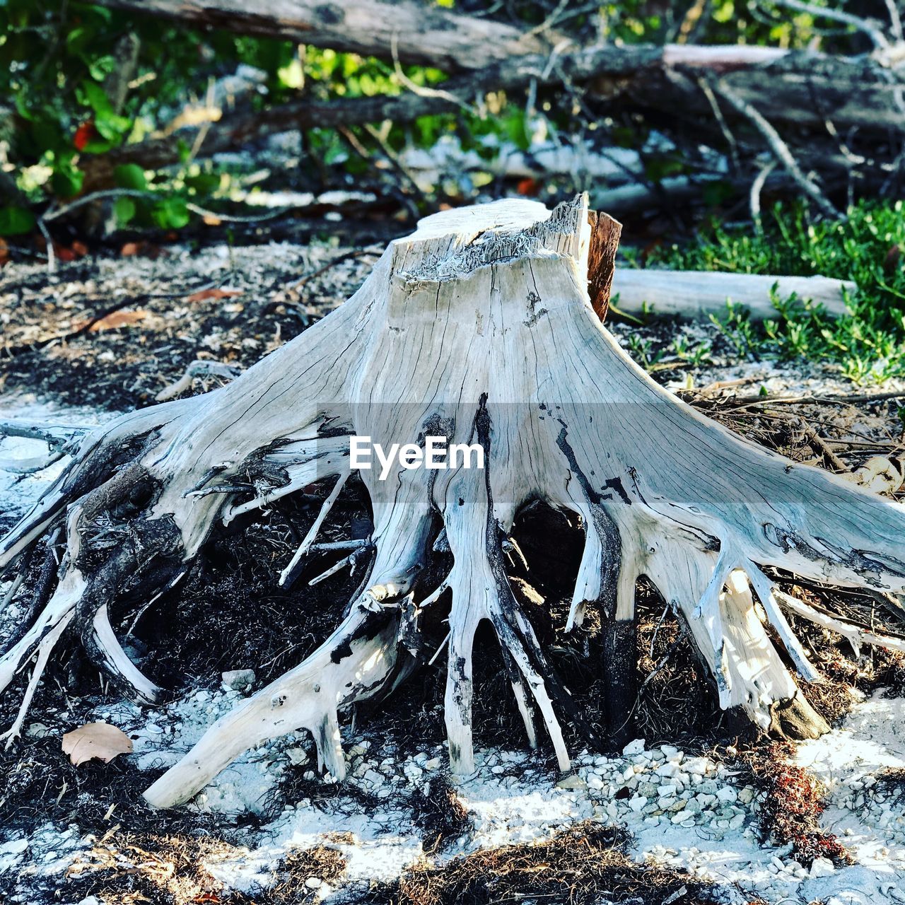 CLOSE-UP OF DRIFTWOOD ON TREE STUMP IN FIELD