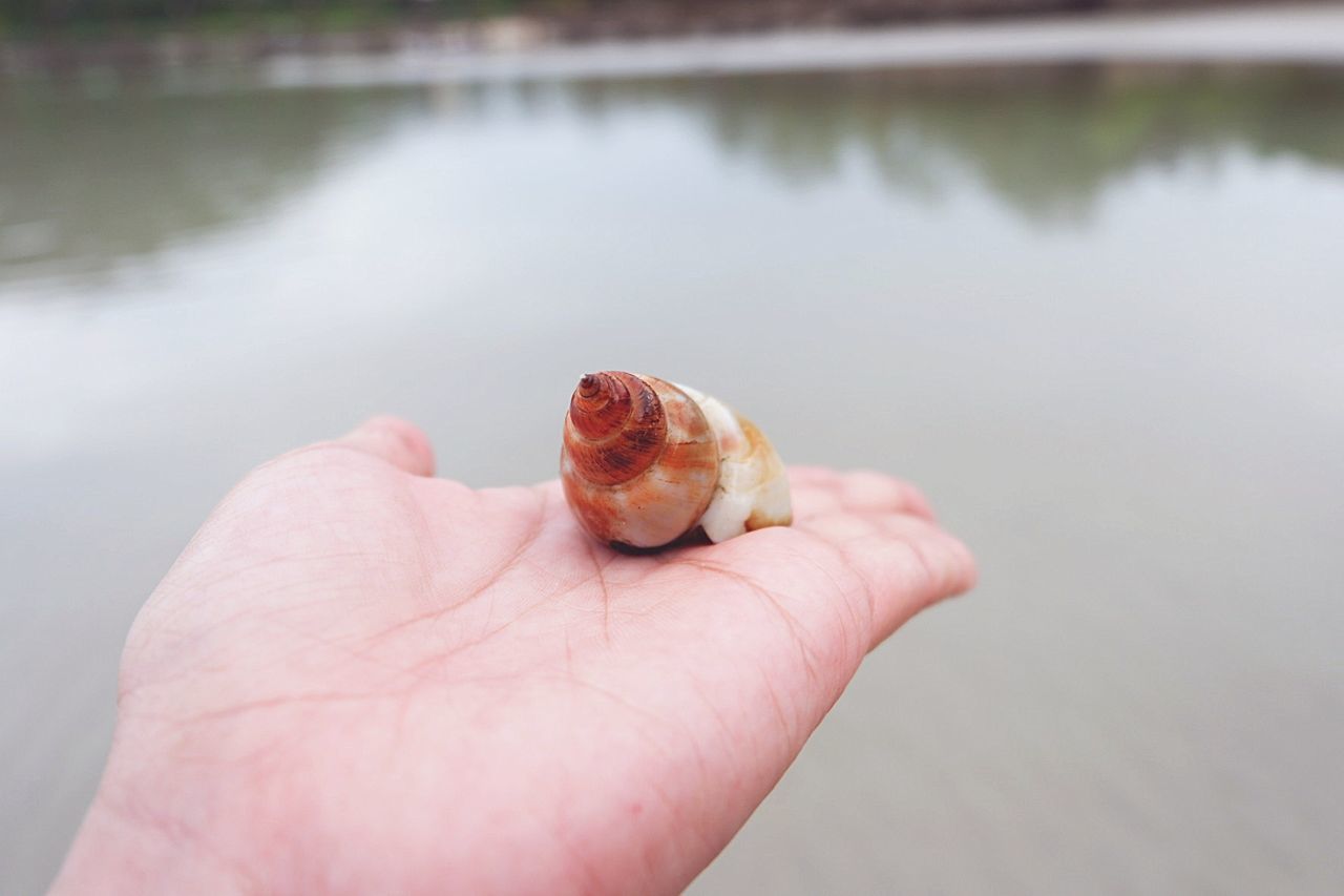 CLOSE-UP OF PERSON HAND HOLDING A TURTLE