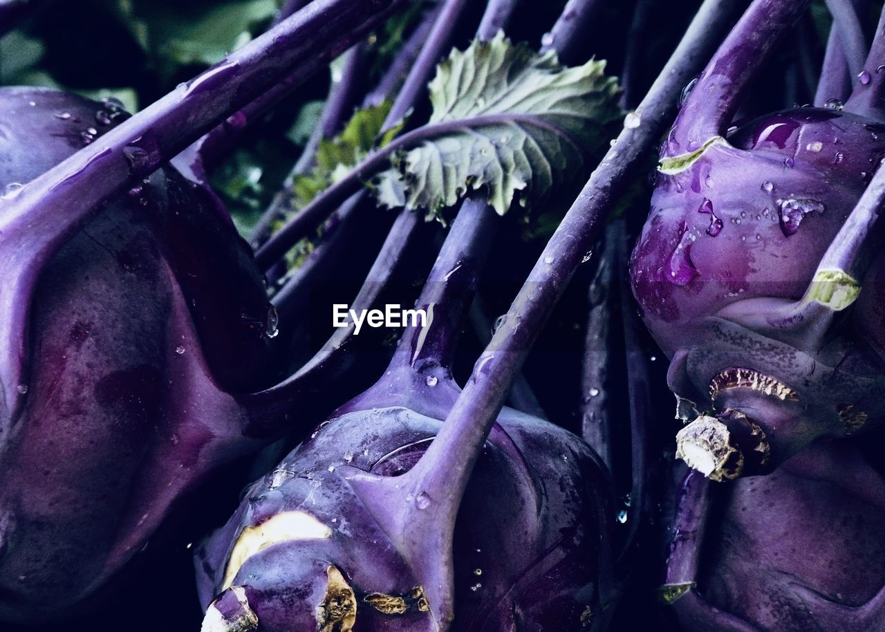 CLOSE-UP OF PURPLE AND PLANTS