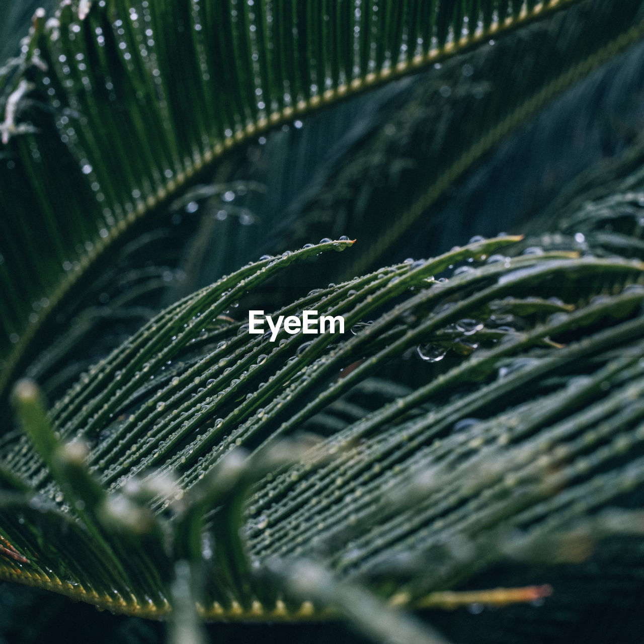 Close-up of raindrops on leaf