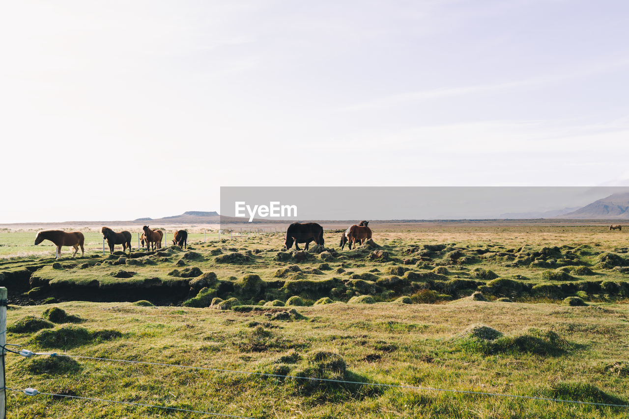 Icelandic horses in the field in iceland