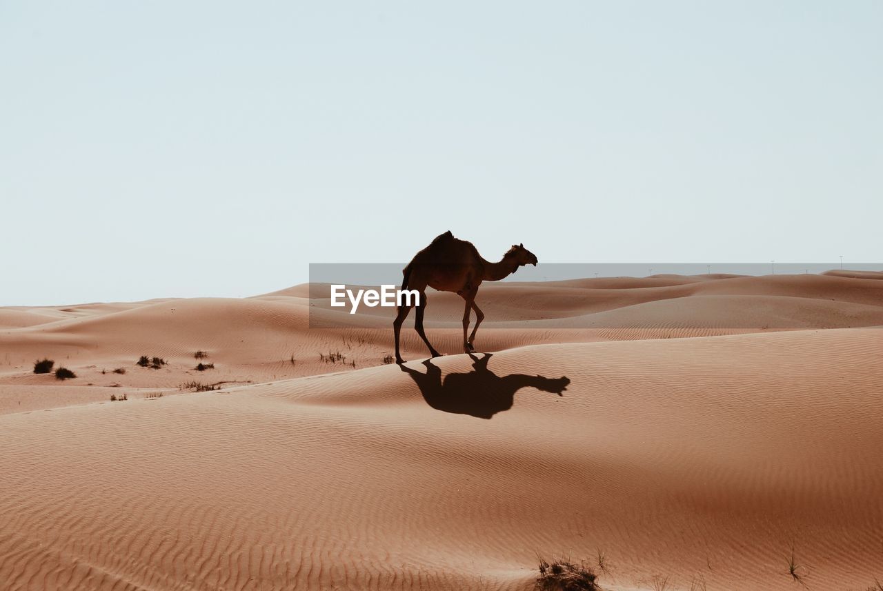 Lone camel in the desert