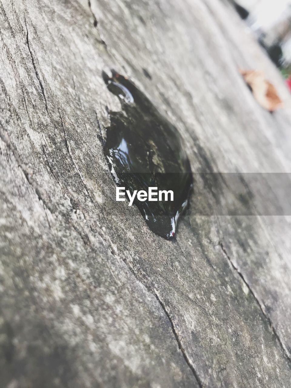 CLOSE-UP OF INSECT ON TREE